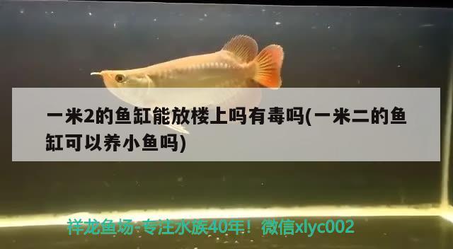 一米2的魚缸能放樓上嗎有毒嗎(一米二的魚缸可以養(yǎng)小魚嗎) 觀賞魚百科