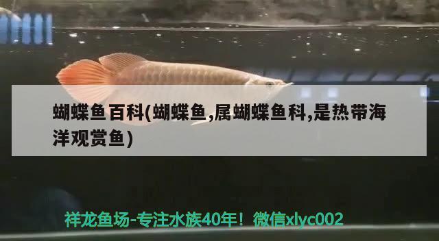 蝴蝶魚百科(蝴蝶魚,屬蝴蝶魚科,是熱帶海洋觀賞魚)