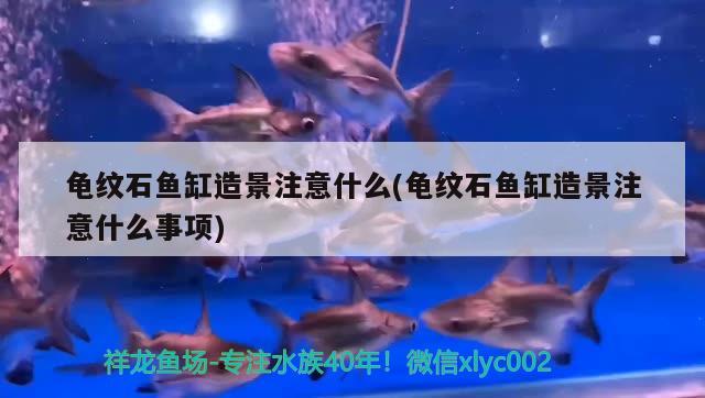 龜紋石魚缸造景注意什么(龜紋石魚缸造景注意什么事項(xiàng)) 烏龜