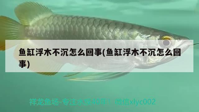 魚缸浮木不沉怎么回事(魚缸浮木不沉怎么回事)