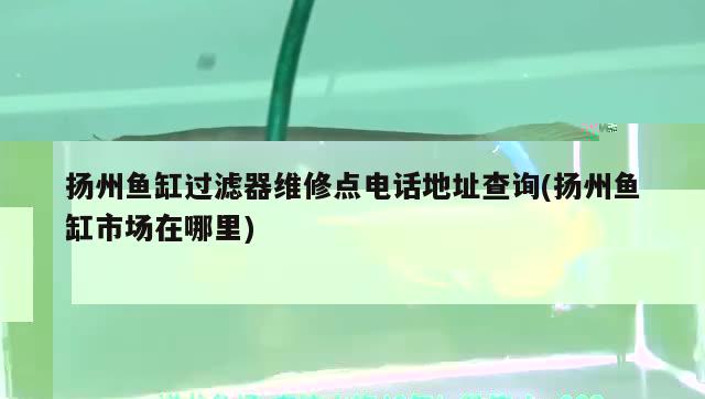 魚缸里面的魚長(zhǎng)白色的毛怎么辦(魚缸里長(zhǎng)白毛毛怎么回事)