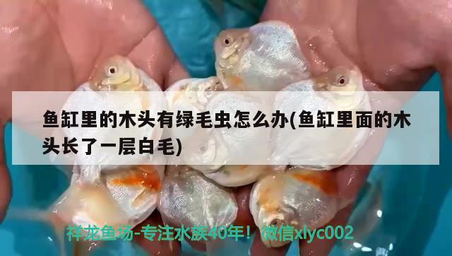 魚缸里的木頭有綠毛蟲怎么辦(魚缸里面的木頭長(zhǎng)了一層白毛)