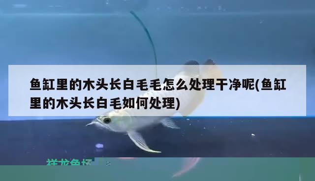 魚缸里的木頭長白毛毛怎么處理干凈呢(魚缸里的木頭長白毛如何處理)