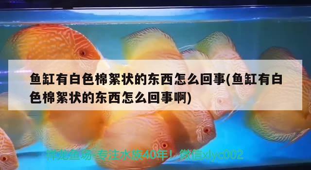 魚缸有白色棉絮狀的東西怎么回事(魚缸有白色棉絮狀的東西怎么回事啊) 朱巴利魚苗