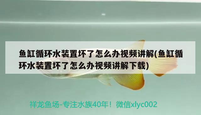 魚缸循環(huán)水裝置壞了怎么辦視頻講解(魚缸循環(huán)水裝置壞了怎么辦視頻講解下載) 九鼎魚缸 第2張