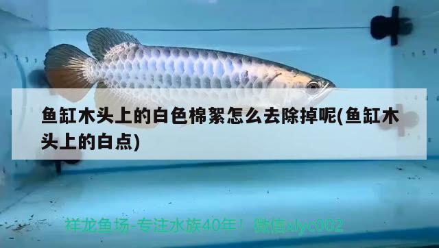 魚(yú)缸木頭上的白色棉絮怎么去除掉呢(魚(yú)缸木頭上的白點(diǎn))