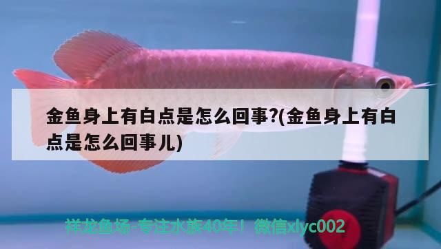 金魚(yú)身上有白點(diǎn)是怎么回事?(金魚(yú)身上有白點(diǎn)是怎么回事兒)