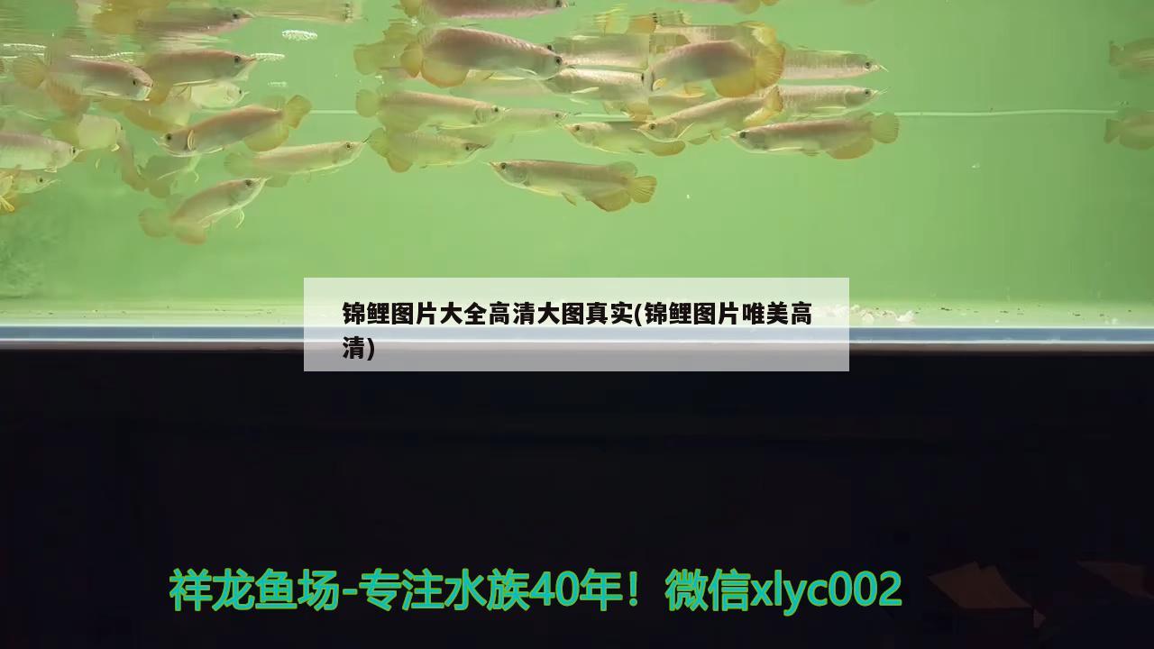 錦鯉圖片大全高清大圖真實(shí)(錦鯉圖片唯美高清) 觀賞魚