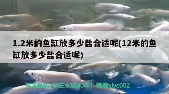 1.2米的魚缸放多少鹽合適呢(12米的魚缸放多少鹽合適呢) 白化火箭魚