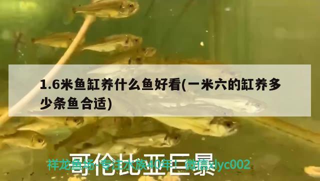 1.6米魚缸養(yǎng)什么魚好看(一米六的缸養(yǎng)多少條魚合適)