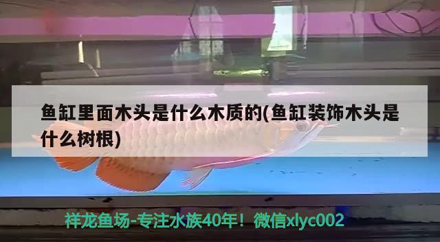 魚缸里面木頭是什么木質(zhì)的(魚缸裝飾木頭是什么樹根) 印尼紅龍魚