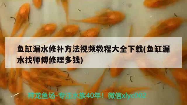 魚缸漏水修補方法視頻教程大全下載(魚缸漏水找?guī)煾敌蘩矶噱X)