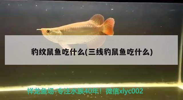 豹紋鼠魚吃什么(三線豹鼠魚吃什么)