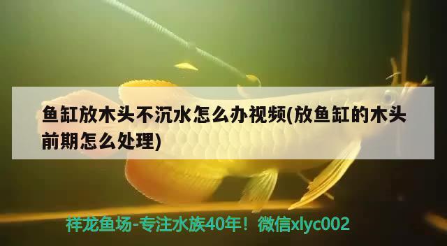 魚缸放木頭不沉水怎么辦視頻(放魚缸的木頭前期怎么處理)