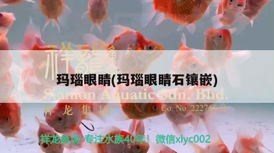 瑪瑙眼睛(瑪瑙眼睛石鑲嵌) 觀賞魚