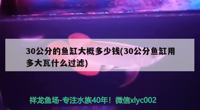 30公分的魚缸大概多少錢(30公分魚缸用多大瓦什么過濾) 夢幻雷龍魚