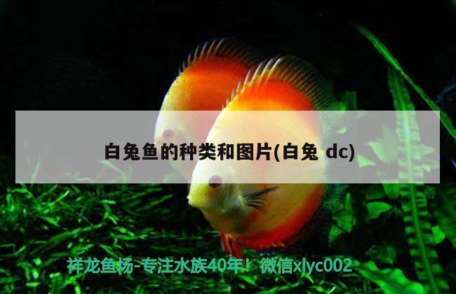 白兔魚的種類和圖片(白兔dc)