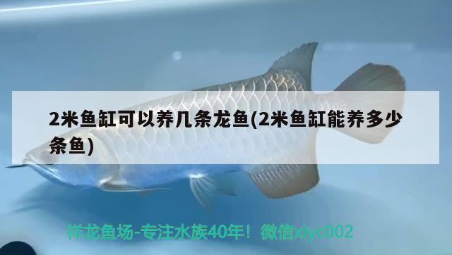 2米魚缸可以養(yǎng)幾條龍魚(2米魚缸能養(yǎng)多少條魚)