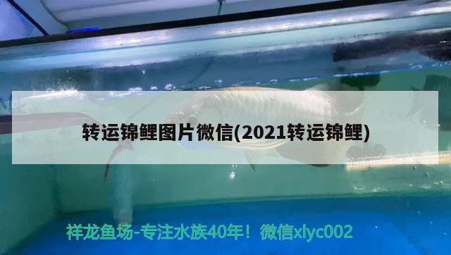 轉(zhuǎn)運錦鯉圖片微信(2021轉(zhuǎn)運錦鯉) 觀賞魚