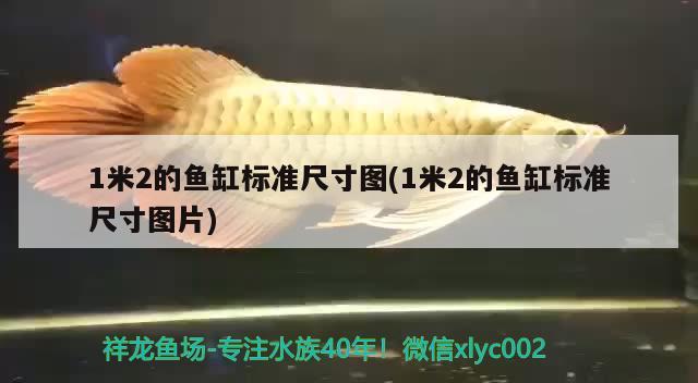 1米2的魚缸標準尺寸圖(1米2的魚缸標準尺寸圖片)