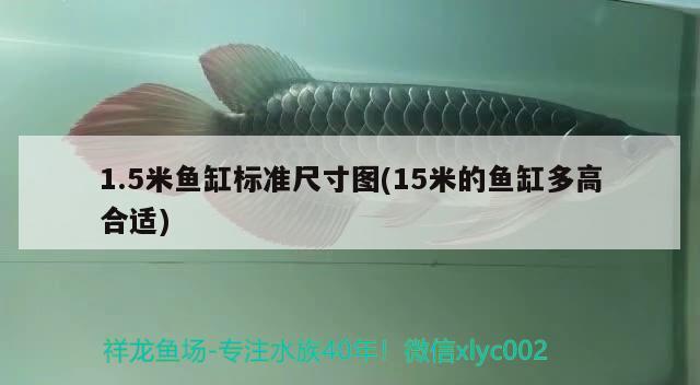 1.5米魚缸標準尺寸圖(15米的魚缸多高合適) 黃金斑馬魚