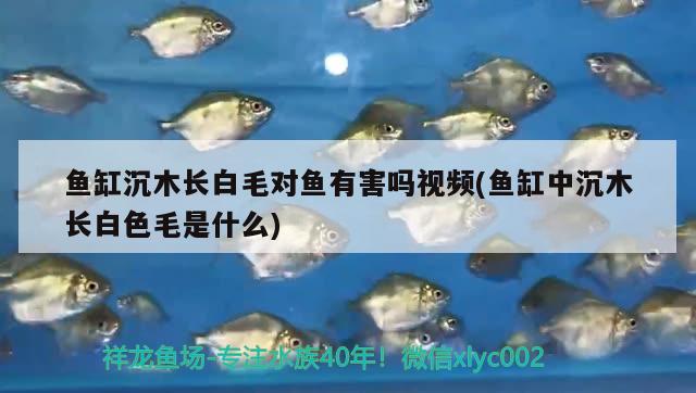 魚缸沉木長白毛對魚有害嗎視頻(魚缸中沉木長白色毛是什么)