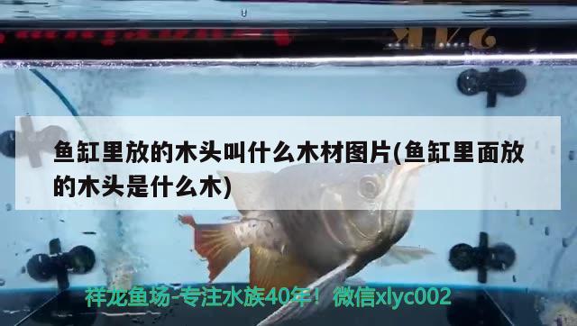 魚缸里放的木頭叫什么木材圖片(魚缸里面放的木頭是什么木) 三色錦鯉魚