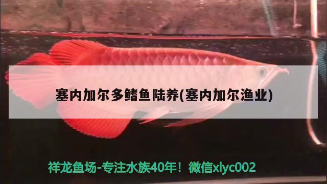 塞內(nèi)加爾多鰭魚陸?zhàn)B(塞內(nèi)加爾漁業(yè)) 觀賞魚