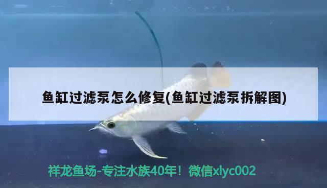 魚缸過濾泵怎么修復(魚缸過濾泵拆解圖)