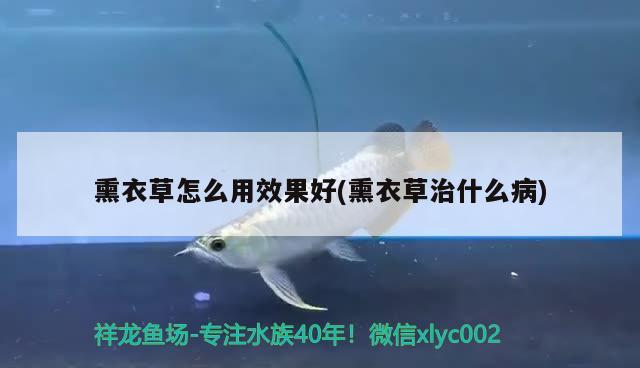 熏衣草怎么用效果好(熏衣草治什么病) 觀賞魚 第2張