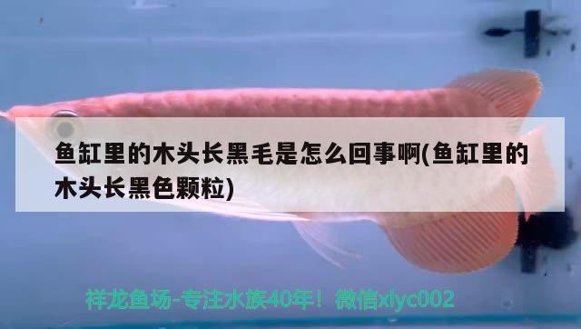 魚缸里的木頭長黑毛是怎么回事啊(魚缸里的木頭長黑色顆粒) 狗仔（招財貓)魚苗 第1張