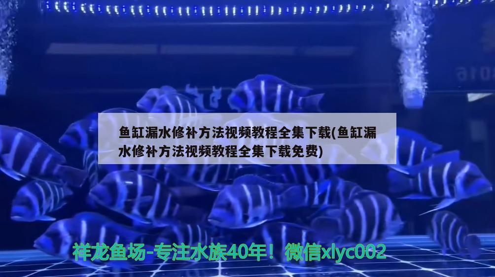 魚缸漏水修補方法視頻教程全集下載(魚缸漏水修補方法視頻教程全集下載免費)