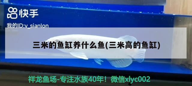 三米的魚(yú)缸養(yǎng)什么魚(yú)(三米高的魚(yú)缸) 紅白錦鯉魚(yú)