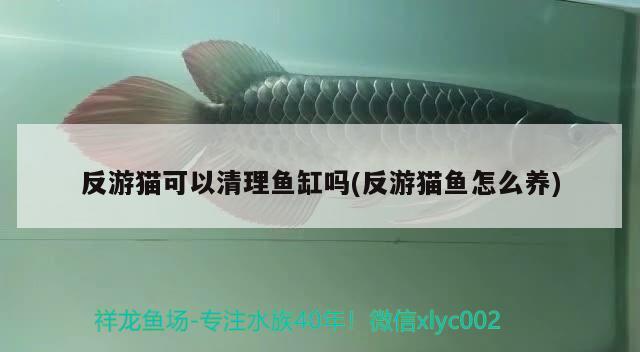 反游貓可以清理魚缸嗎(反游貓魚怎么養(yǎng)) 觀賞魚