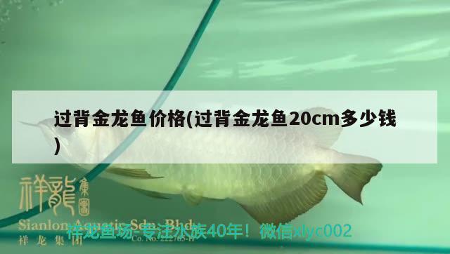 過背金龍魚價格(過背金龍魚20cm多少錢) 金龍魚百科