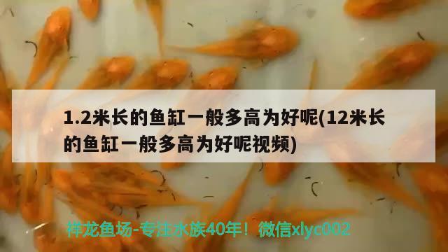 1.2米長的魚缸一般多高為好呢(12米長的魚缸一般多高為好呢視頻)