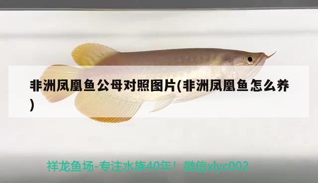 非洲鳳凰魚公母對(duì)照?qǐng)D片(非洲鳳凰魚怎么養(yǎng)) 觀賞魚