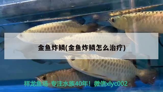 金魚炸鱗(金魚炸鱗怎么治療) 觀賞魚 第2張