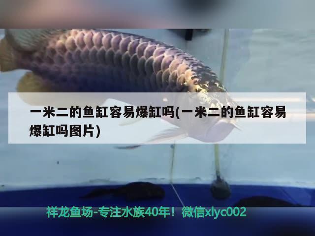 一米二的魚缸容易爆缸嗎(一米二的魚缸容易爆缸嗎圖片) 魚缸等水族設(shè)備 第1張