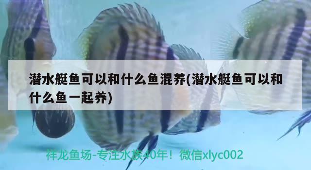 潛水艇魚可以和什么魚混養(yǎng)(潛水艇魚可以和什么魚一起養(yǎng))