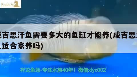 成吉思汗魚需要多大的魚缸才能養(yǎng)(成吉思汗魚適合家養(yǎng)嗎)