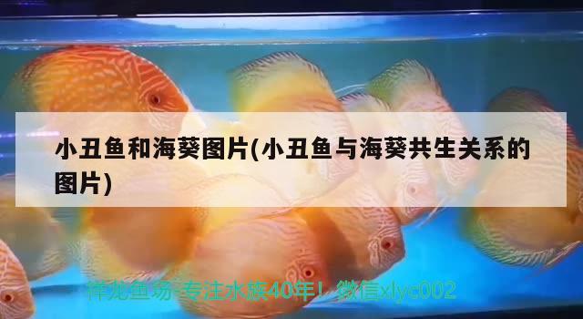 小丑魚和海葵圖片(小丑魚與?？采P(guān)系的圖片) 海水魚