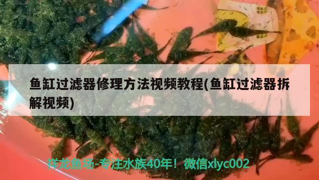 魚缸過濾器修理方法視頻教程(魚缸過濾器拆解視頻)