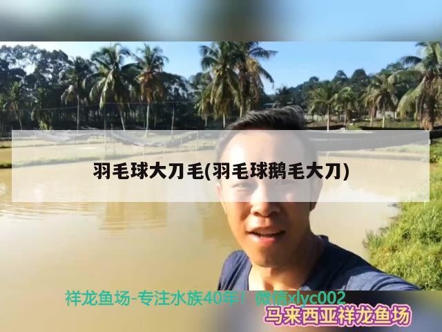 羽毛球大刀毛(羽毛球鵝毛大刀) 觀賞魚