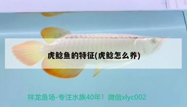 虎鯰魚的特征(虎鯰怎么養(yǎng)) 觀賞魚