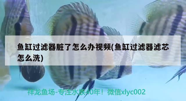 魚缸過(guò)濾器臟了怎么辦視頻(魚缸過(guò)濾器濾芯怎么洗)