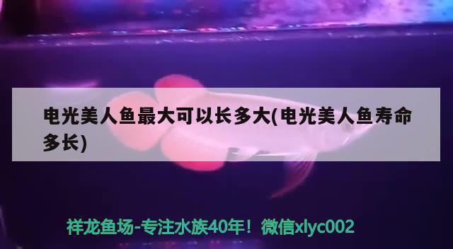 電光美人魚最大可以長(zhǎng)多大(電光美人魚壽命多長(zhǎng))