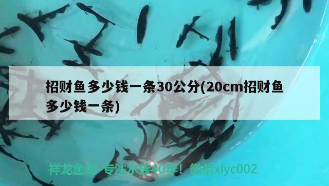 招財(cái)魚多少錢一條30公分(20cm招財(cái)魚多少錢一條) 觀賞魚