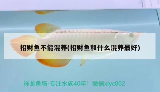 招財魚不能混養(yǎng)(招財魚和什么混養(yǎng)最好)