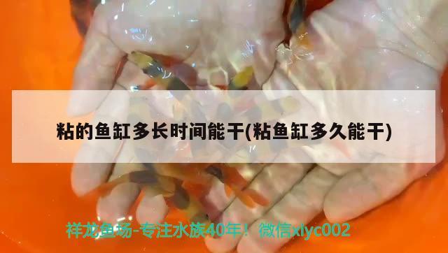 粘的魚缸多長(zhǎng)時(shí)間能干(粘魚缸多久能干) 綠皮辣椒小紅龍